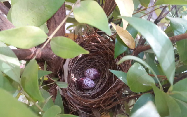 The Cockatoo Nature Resort & Spa