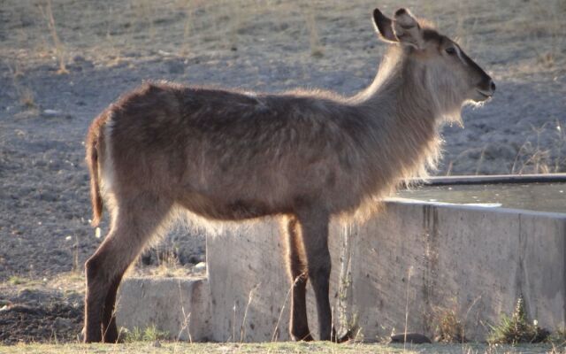 Gabus Game Ranch