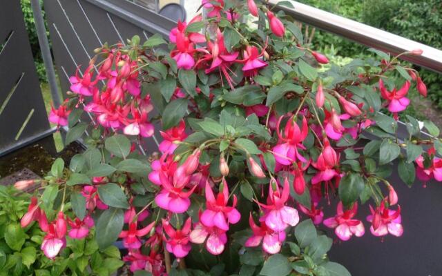Ferienwohnung Pusteblume