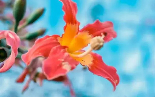 Zhuhai Xike Hotel Apartment (International Convention and Exhibition Center)