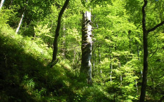 Gästehaus Schröder