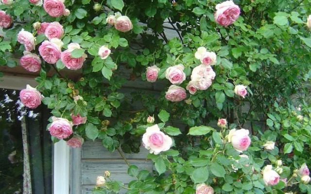 Les Pommiers, Chambres dHôtes de Charme