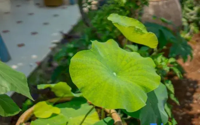 Weizhoudao Yishiguang Homestay