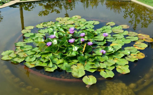 Shreegandha Homestay