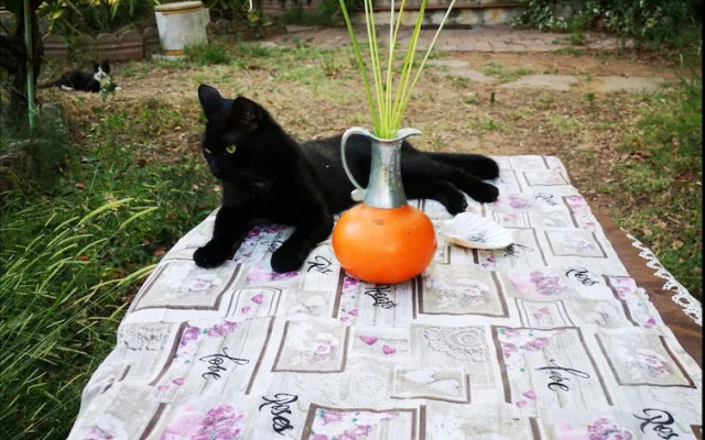 2nd Private Room in the Attic With Shared Bathroom use