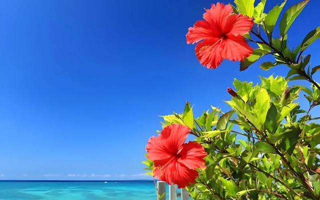Mr. Kinjo beach side Kafu-shi