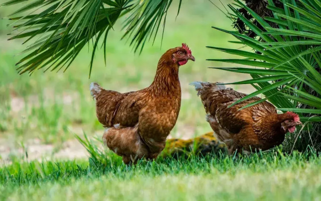 Agriturismo Carrucana