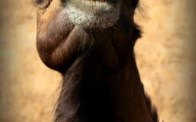 Registhan Guest House