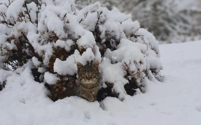 Hinterreithlehen - Ferienwohnung am Bauernhof