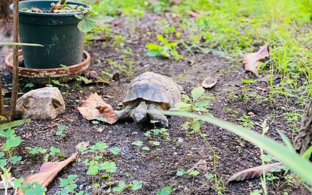 Sweet Dream Roma Termini