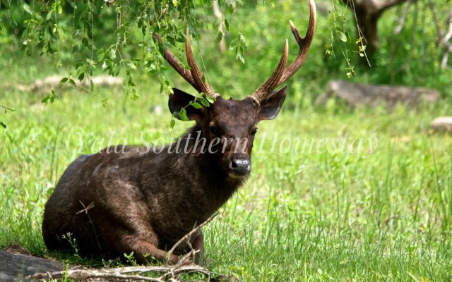 Yala Southern Homestay