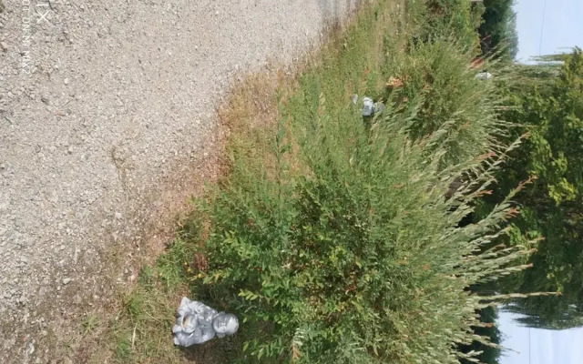 Les nuits safranées