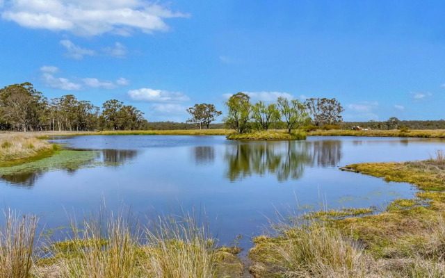Olives and Vines at Majors Lane