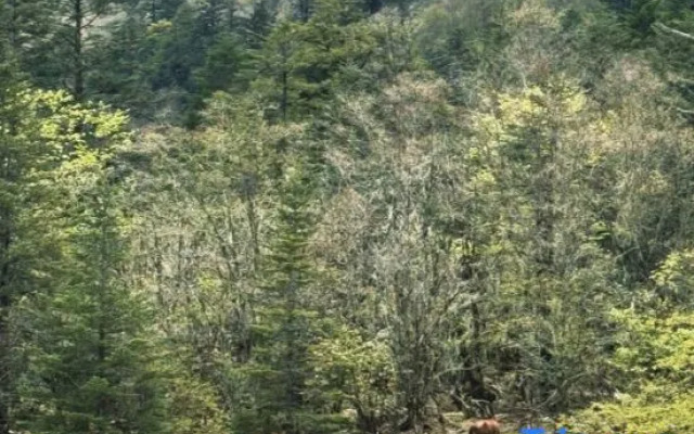 No. 91, Group 1, Baiyangping, Moxi Town, Luding, Sichuan, China