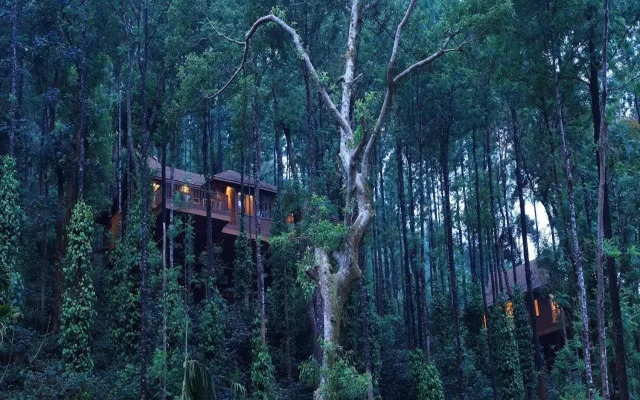 The Tamara Coorg