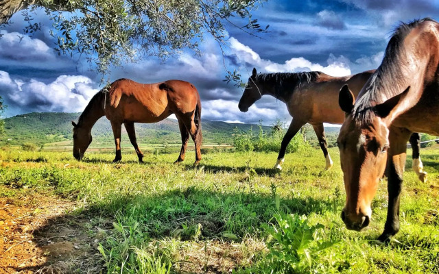 Montebelli Agriturismo & Country Hotel