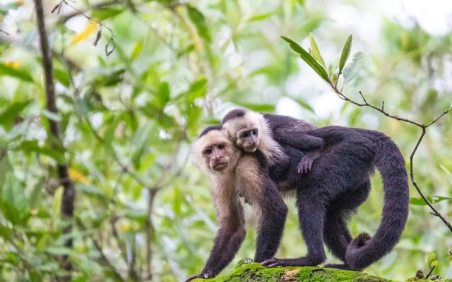 Palapa Hut Hostel & Camping