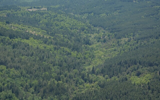 Foresta in Medias Mores