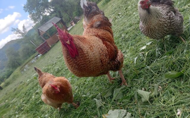 Room in Guest Room - Rural Holiday Transylvania