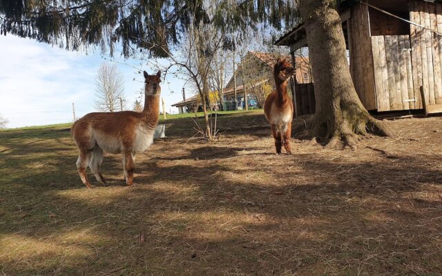 Erlebnisland Grizzlybär