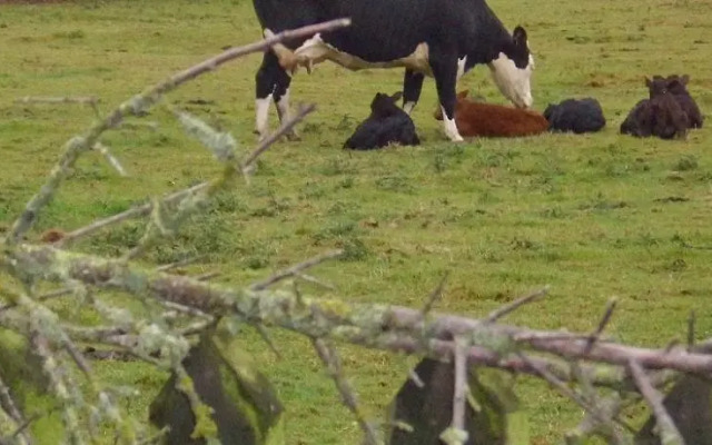 The Golden Lion Hotel