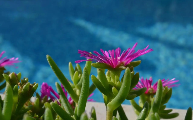 View Villas Collection