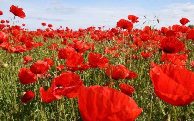 Serene Apartment in Roggow with garden seating