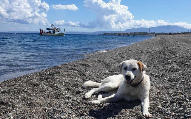 Assos Livza Butik & Apart Otel