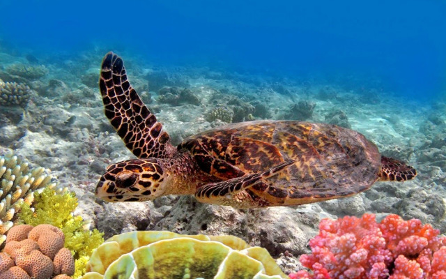 Papakea J107 1 Bedroom Condo