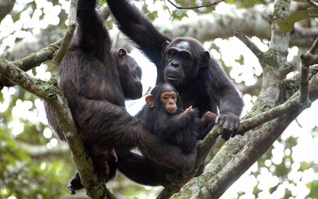 Chimpanzee Lodge