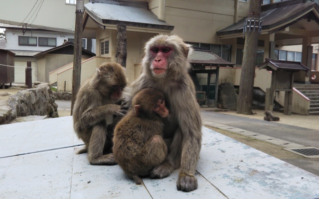 Guest House KOFUJI
