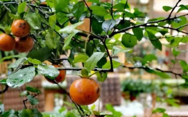 Emei Bamboo Hills Private Hot Spring Hostel