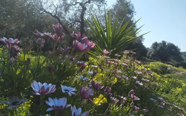 Olive Land - Γη Της Ελιας / Stone Villa.