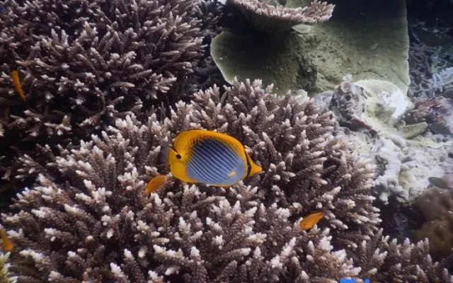 Cozzy Raja Ampat Blue Sea – Beach – Kapisawar