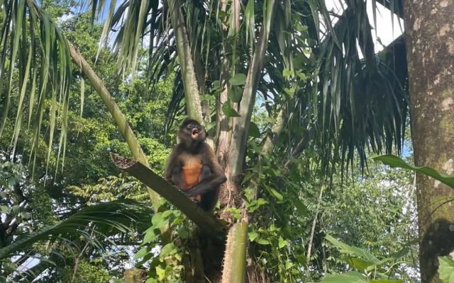 Palapa Hut Hostel & Camping