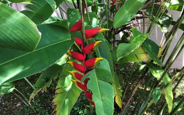 Ti Citron