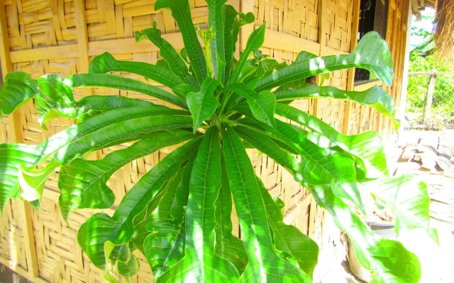 Siargao Tropic Hostel