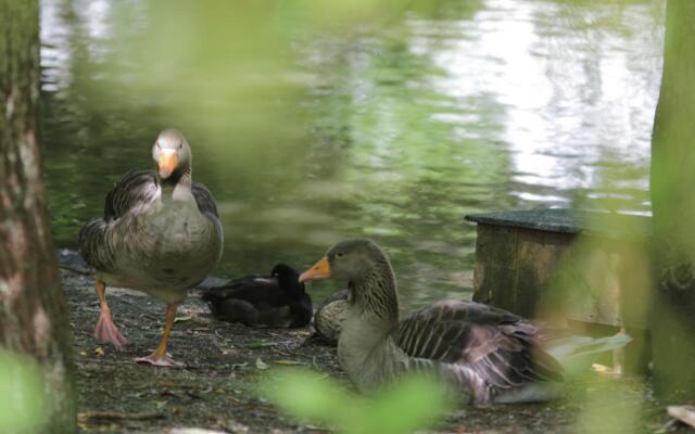 Charming Chalet with Swimming Pool in Quend