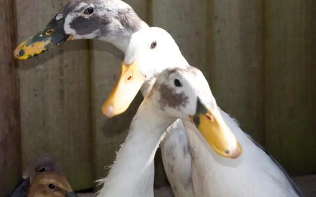 Demelza Cottage Apartment