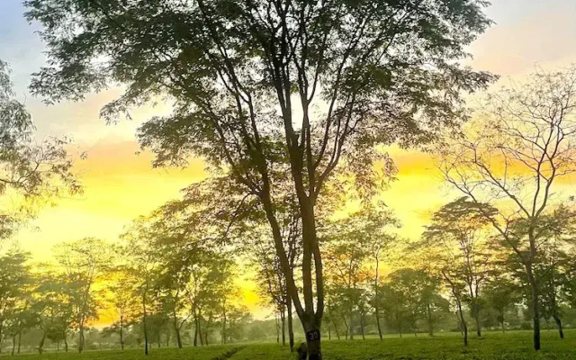 The Postcard in the Durrung Tea Estate