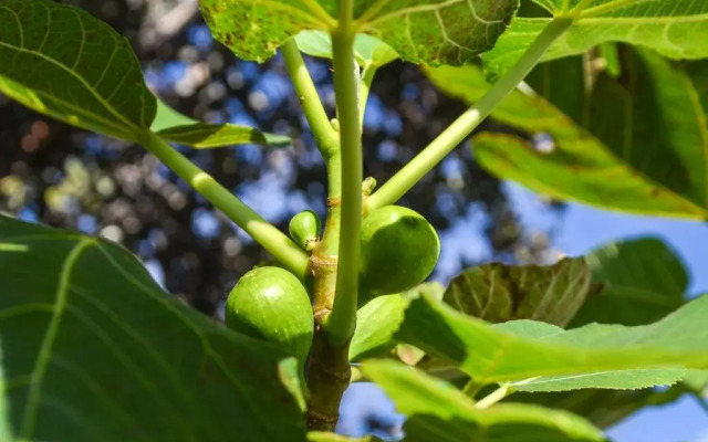 Kahuku Ahupuaa Farm and Retreat