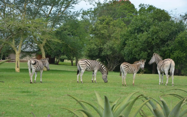 Tala Game Reserve