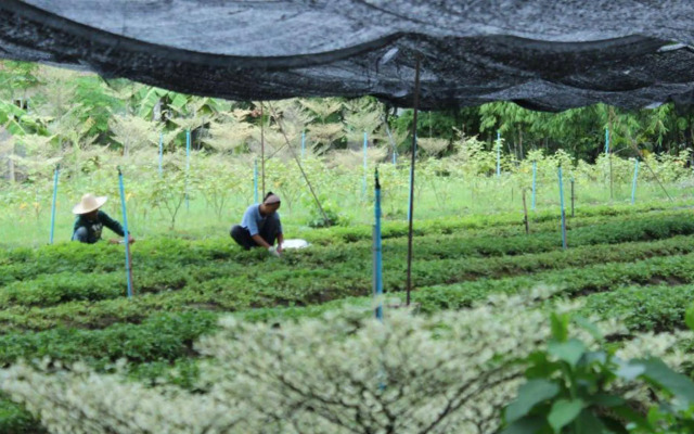 Racha Herb Gardens