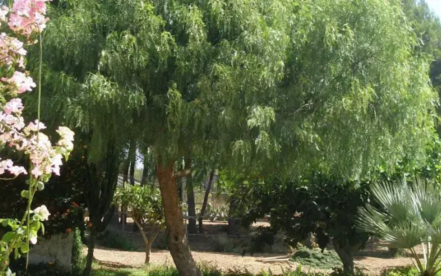 L'Ulivo