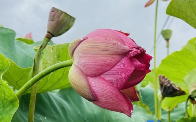 Water Lotus Courtyard Inn (Puzhehei Scenic Area)