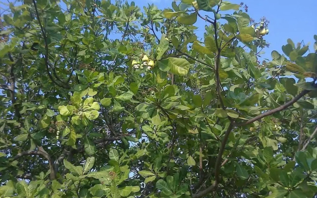 Kadambavanam Ethnic Village Resort