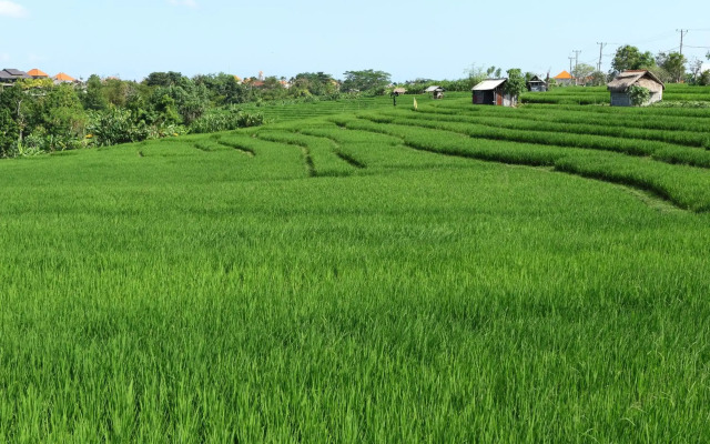 Tamu Seseh