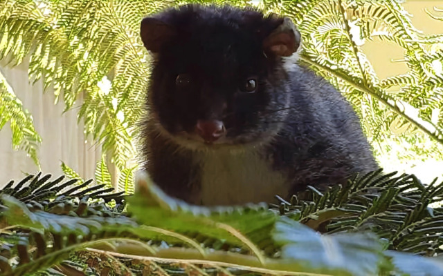 Siesta Park Holiday Resort