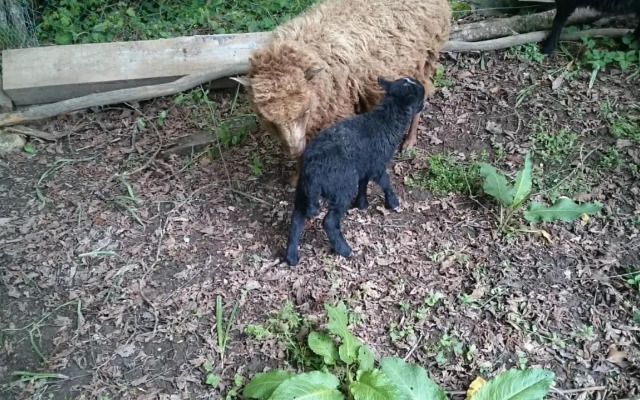Studio chez Lili dans ferme familiale