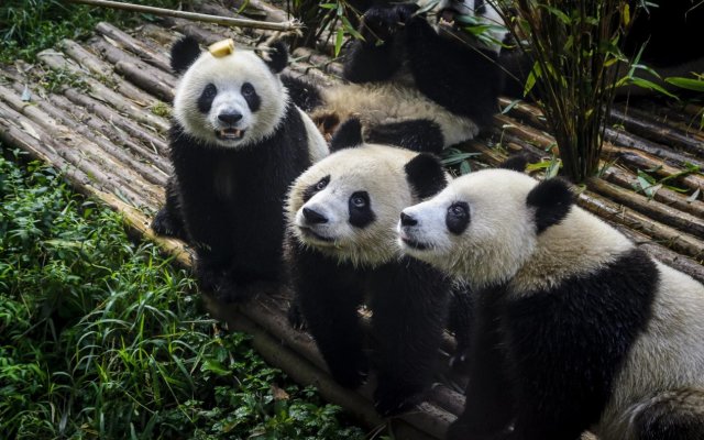 Crowne Plaza Chengdu Panda Garden, an IHG Hotel